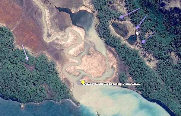 beaver release location mapped by Jean Thie