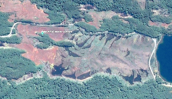 typical beaver habitat